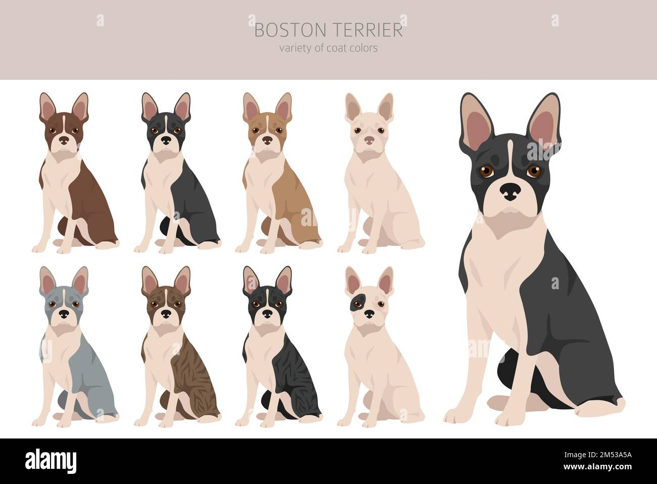 Tour de chien Boston Terrier. Ensemble de couleurs de manteau. Position différente. Infographie sur les caractéristiques de toutes les races de chiens. Illustration vectorielle Illustration de Vecteur