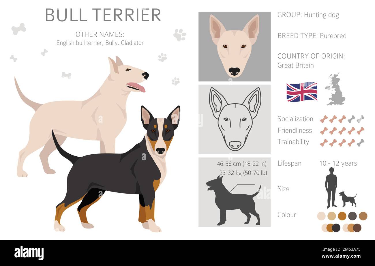 Falaise Bull terrier. Ensemble de couleurs de manteau. Position différente. Infographie sur les caractéristiques de toutes les races de chiens. Illustration vectorielle Illustration de Vecteur