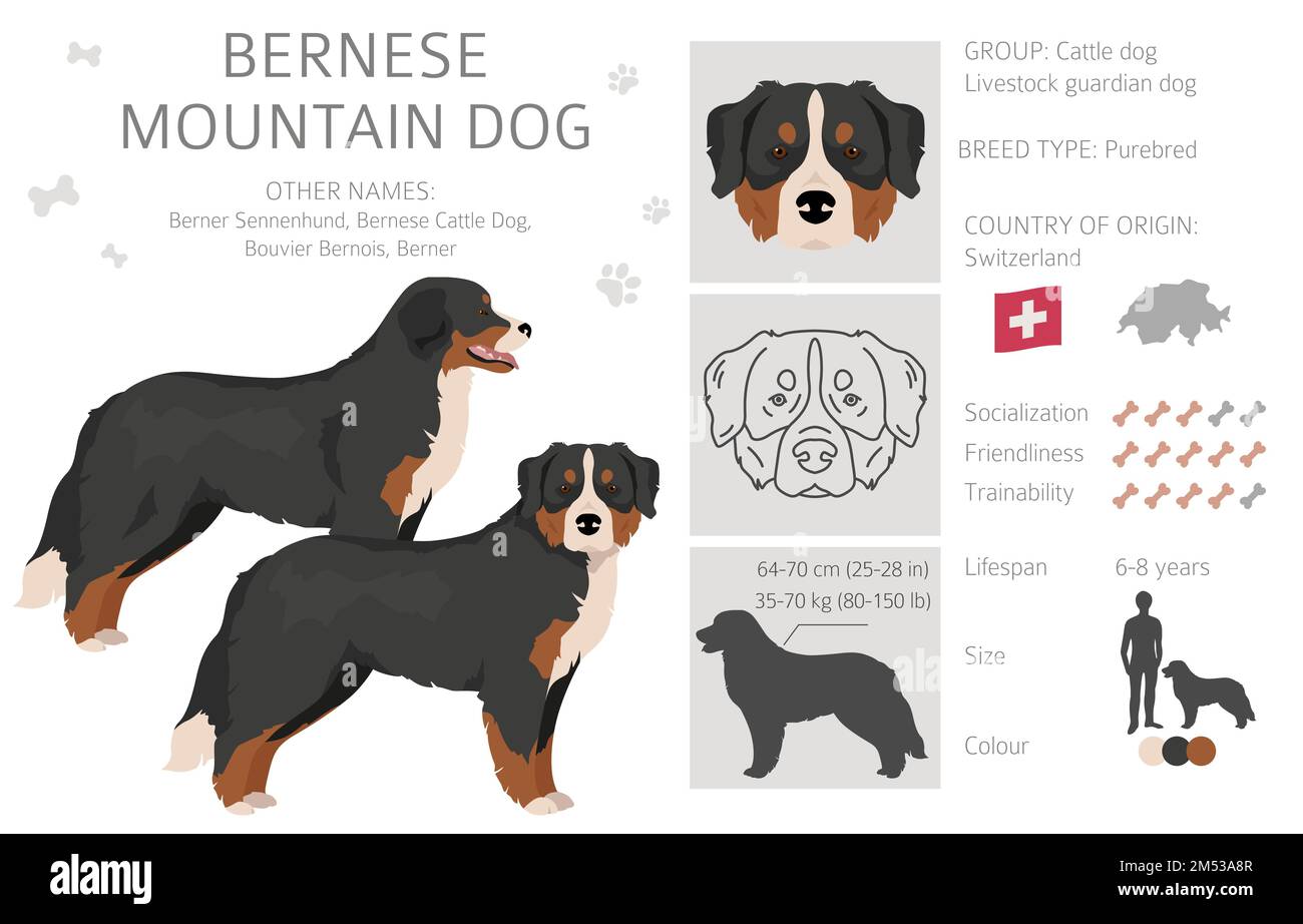 Falaise de chien de montagne bernois. Ensemble de couleurs de manteau. Position différente. Infographie sur les caractéristiques de toutes les races de chiens. Illustration vectorielle Illustration de Vecteur