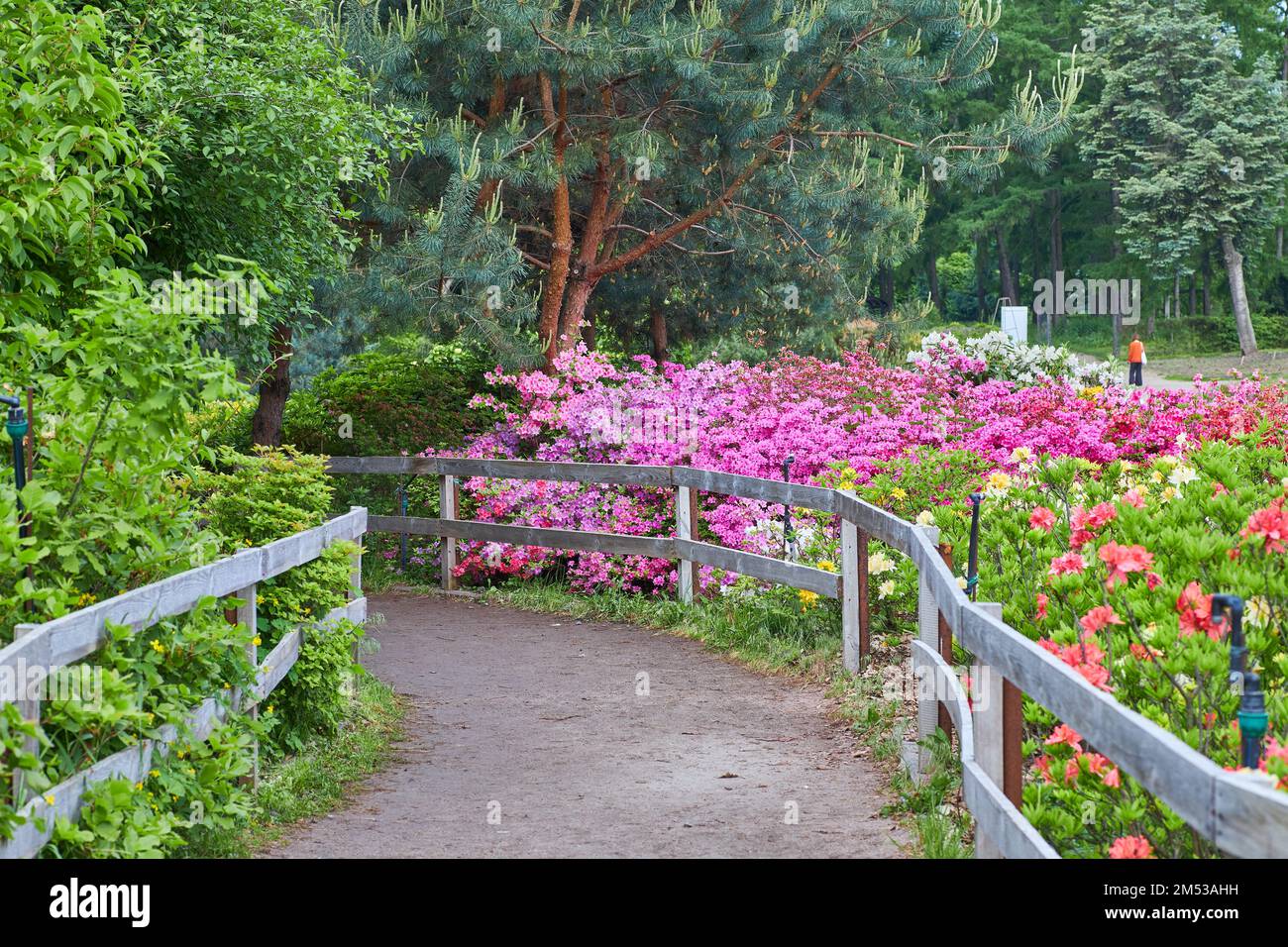 Sentier dans un jardin azalée en pleine floraison Banque D'Images