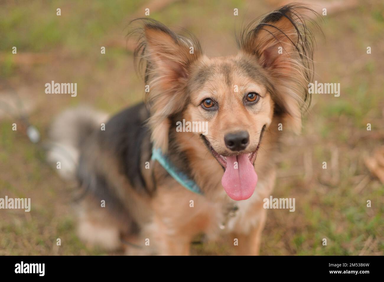 Un chien heureux et en bonne santé avec des oreilles moelleuses regarde l'appareil photo avec la langue dehors. Mélange de Berger allemand de taille moyenne. Adorable animal multicolore. Journée dans un parc à l'extérieur. Banque D'Images