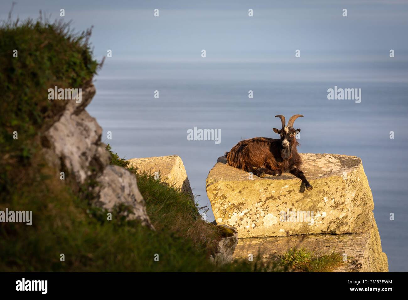 Ferals chèvres sur le chemin de la côte de Lynton à Hunters Inn dans la vallée des rochers. Banque D'Images