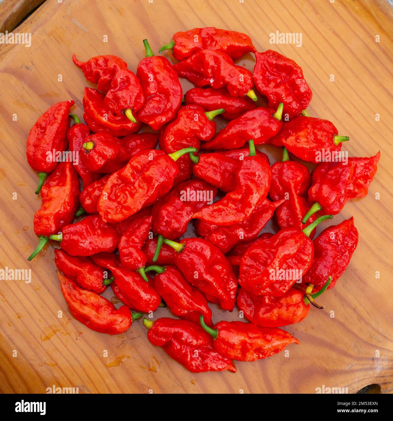 Un gros plan de piments rouges séchant sur un panneau en bois Banque D'Images