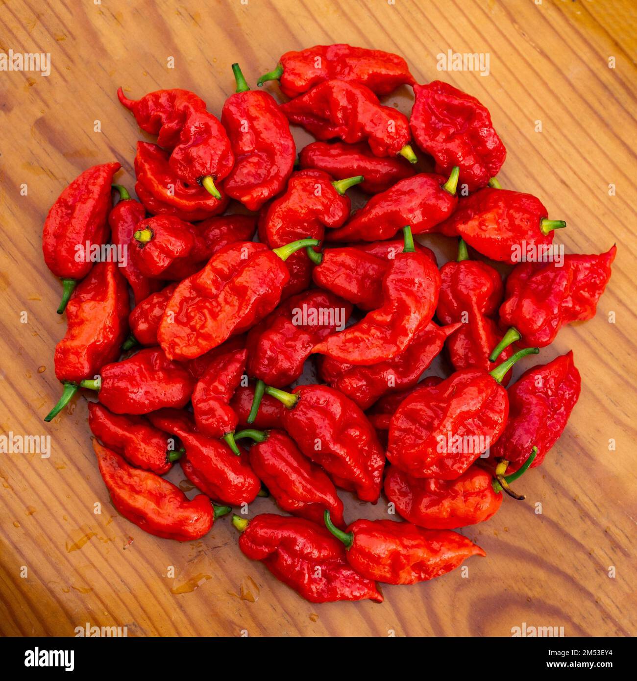 Un gros plan de piments rouges séchant sur un panneau en bois Banque D'Images