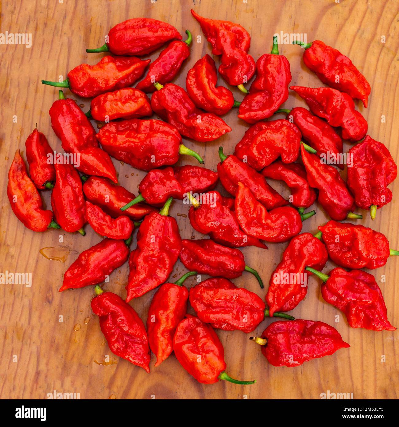 Un gros plan de piments rouges séchant sur un panneau en bois Banque D'Images
