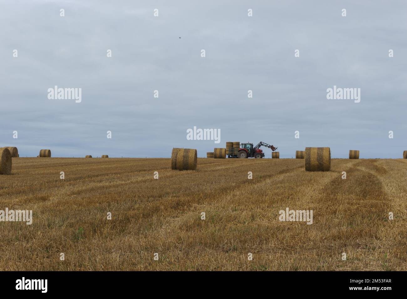 Le tracteur recueille l'herbe sèche dans les balles de paille dans le champ de blé d'été, en Normandie, en France Banque D'Images