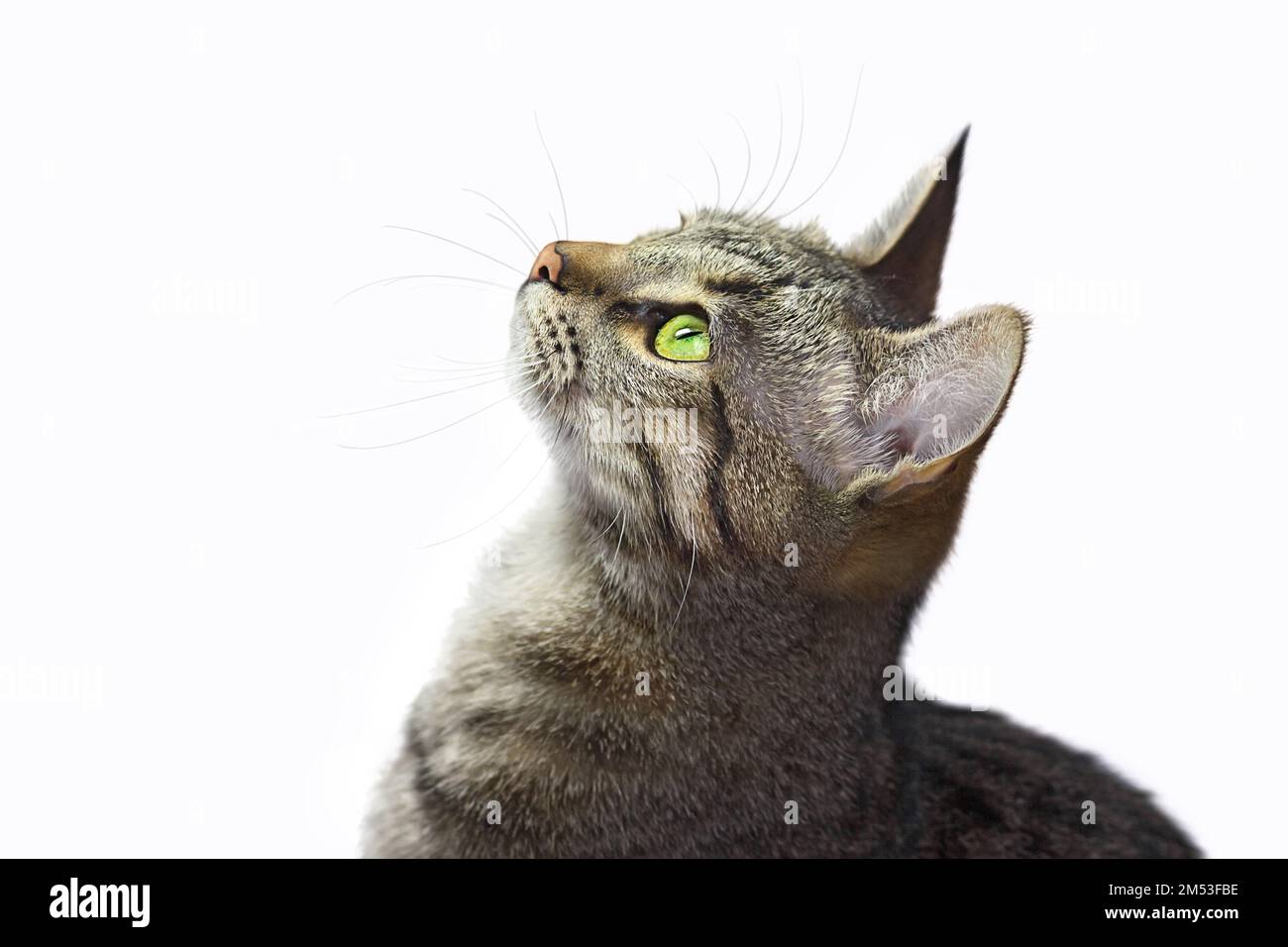 Gros Plan Portrait D Un Beau Chat Tabby Avec Des Yeux Verts Qui Regardent Vers Le Haut Isole Sur Fond Blanc Photo Stock Alamy