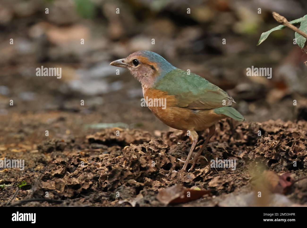Pitta (Hydrornis soror) adulte au sol forestier Cat Tien, Vietnam Décembre Banque D'Images