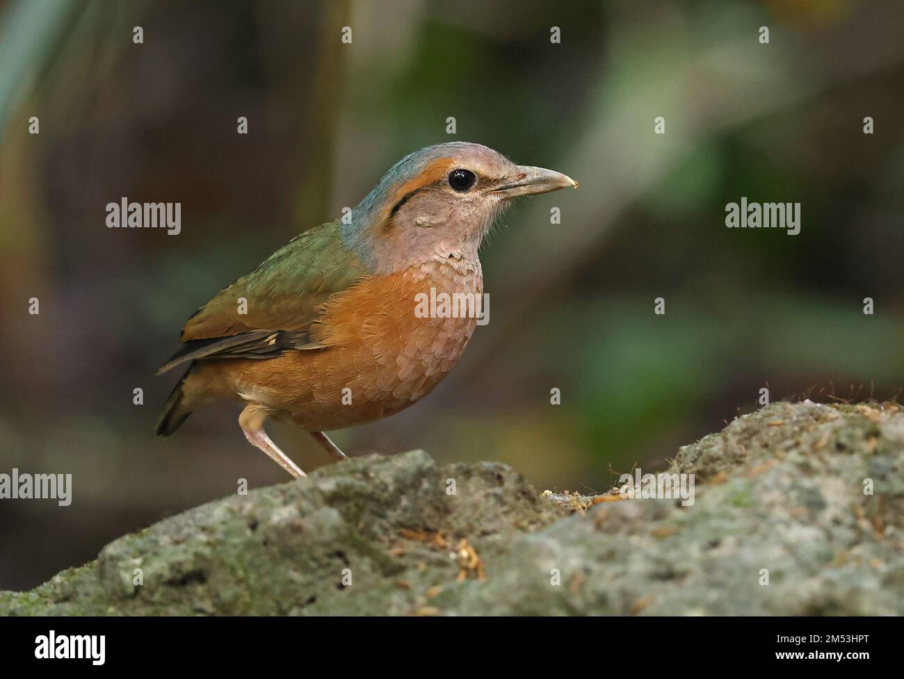 Pitta (Hydrornis soror) adulte debout sur le rocher Cat Tien, Vietnam Décembre Banque D'Images