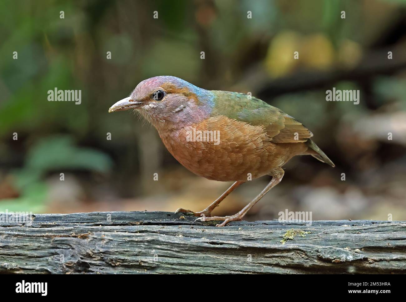 Pitta (Hydrornis soror) adulte en bois tombé, Cat Tien, Vietnam Décembre Banque D'Images