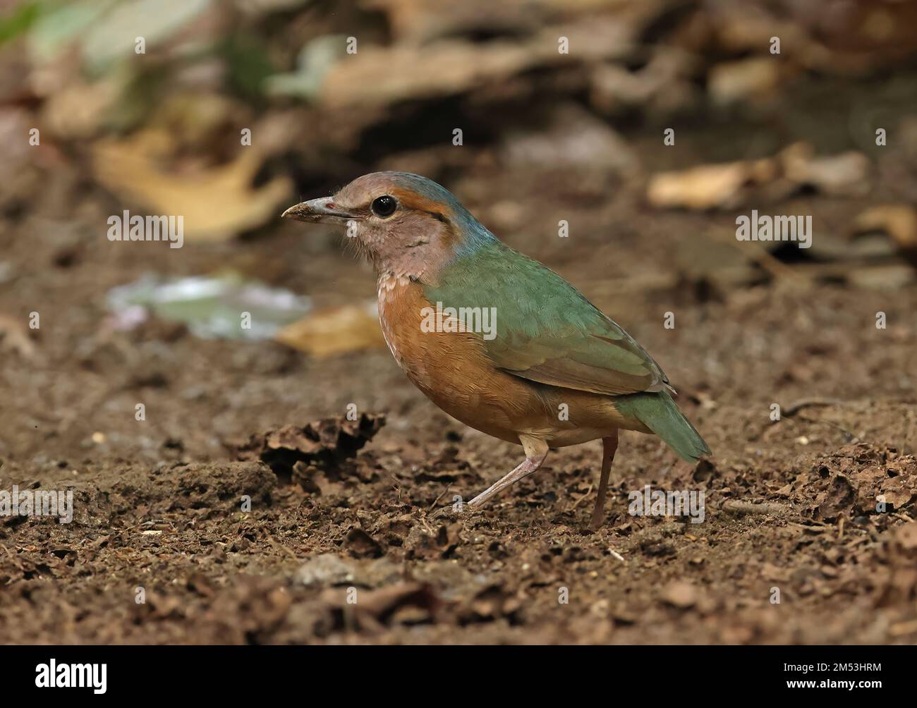 Pitta (Hydrornis soror) adulte au sol forestier Cat Tien, Vietnam Décembre Banque D'Images