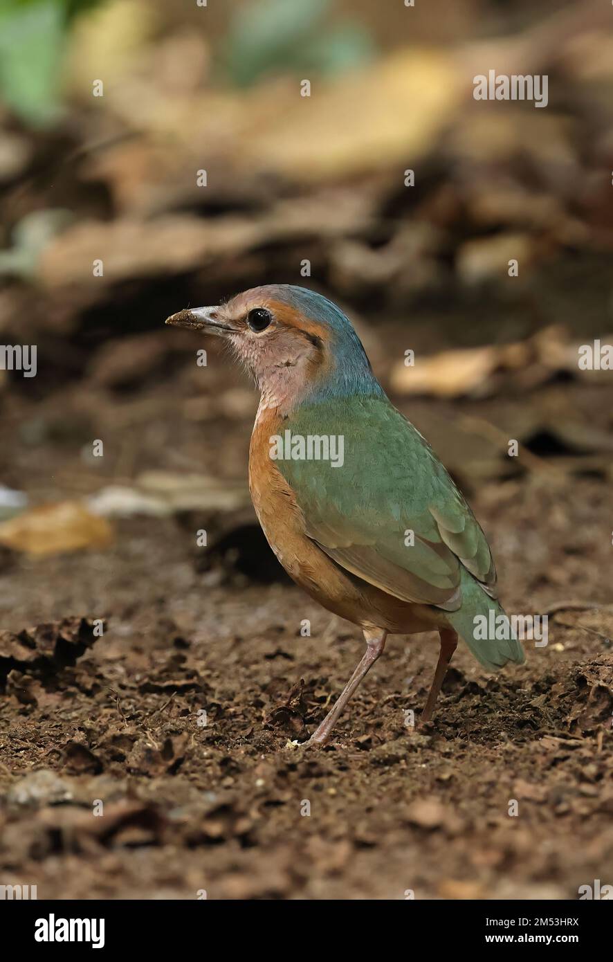 Pitta (Hydrornis soror) adulte au sol forestier Cat Tien, Vietnam Décembre Banque D'Images
