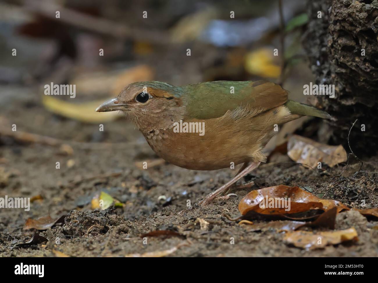 Pitta (Hydrornis soror) adulte au sol forestier Cat Tien, Vietnam Décembre Banque D'Images