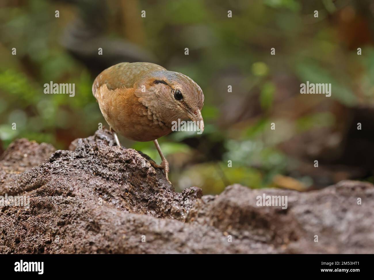 Pitta (Hydrornis soror) adulte debout sur le rocher Cat Tien, Vietnam Décembre Banque D'Images