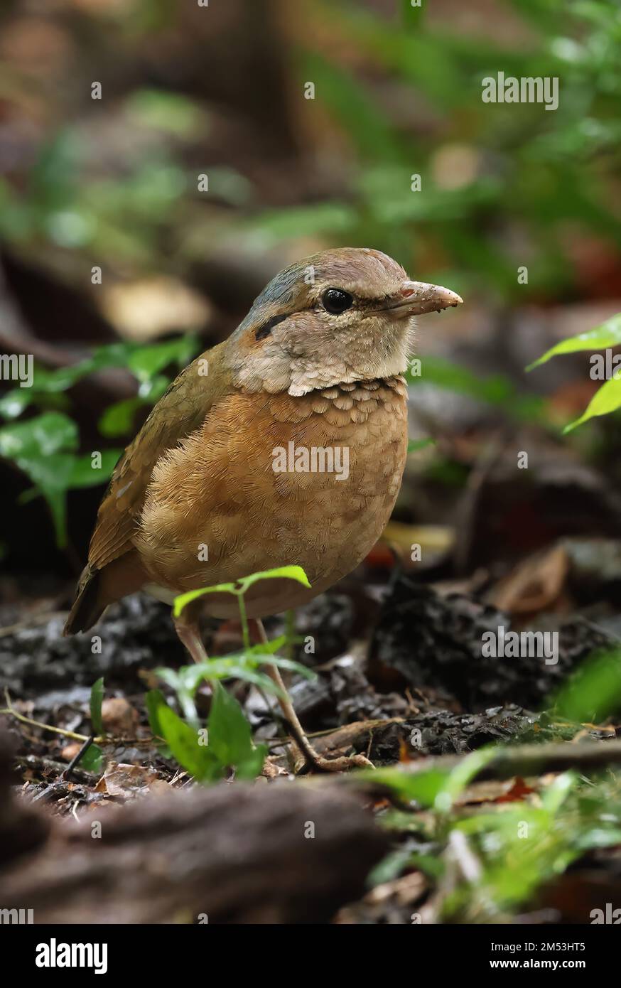 Pitta (Hydrornis soror) adulte au sol forestier Cat Tien, Vietnam Décembre Banque D'Images