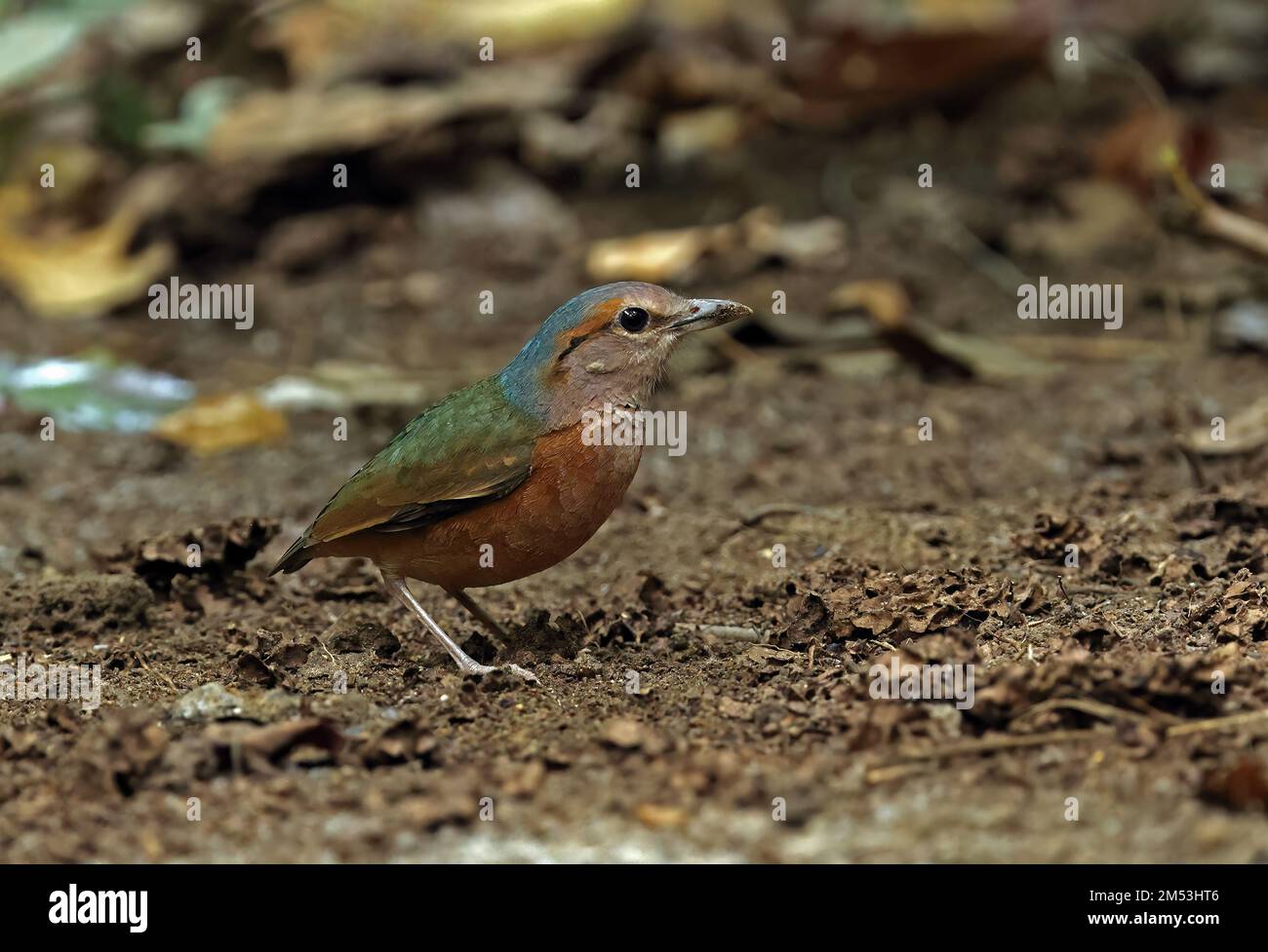 Pitta (Hydrornis soror) adulte au sol forestier Cat Tien, Vietnam Décembre Banque D'Images