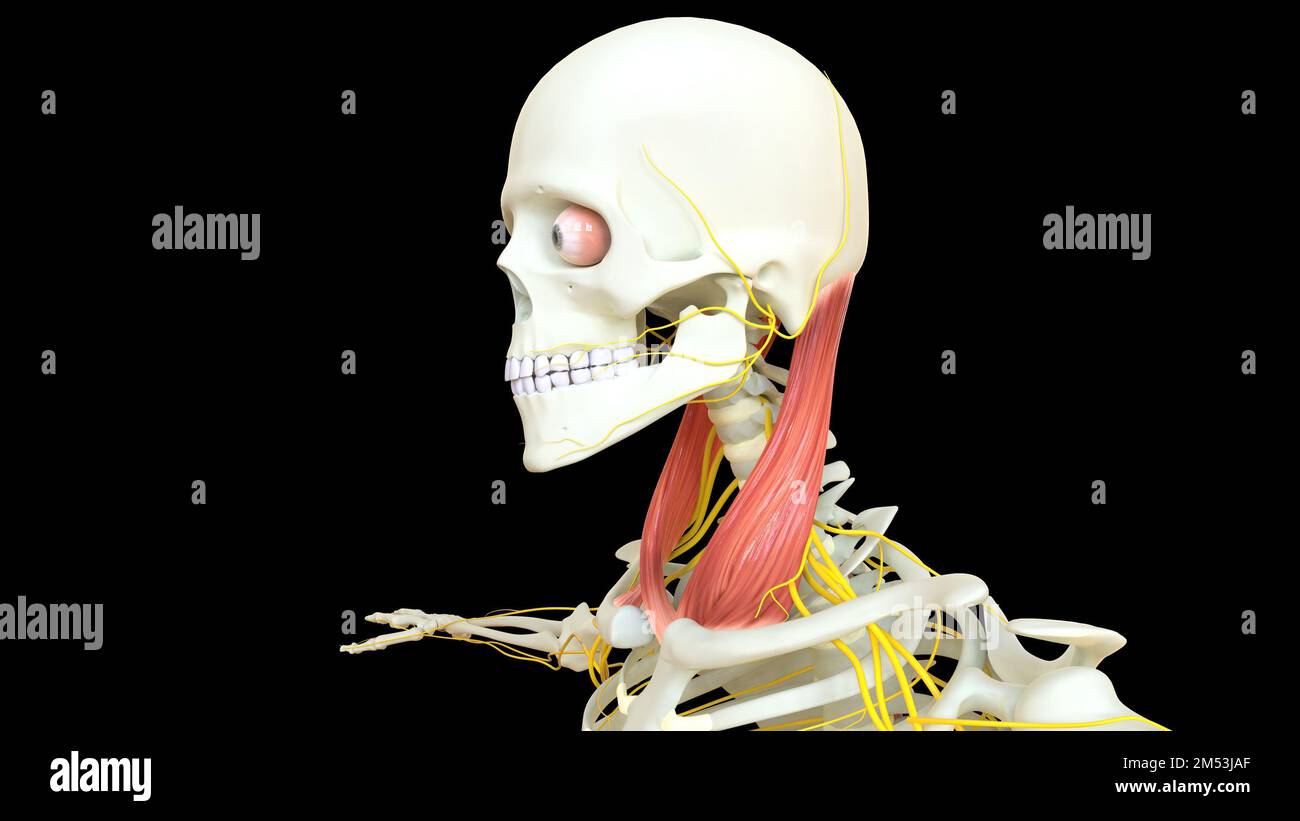 Anatomie musculaire sternocleidomastoïde pour l'illustration du concept médical 3D Banque D'Images