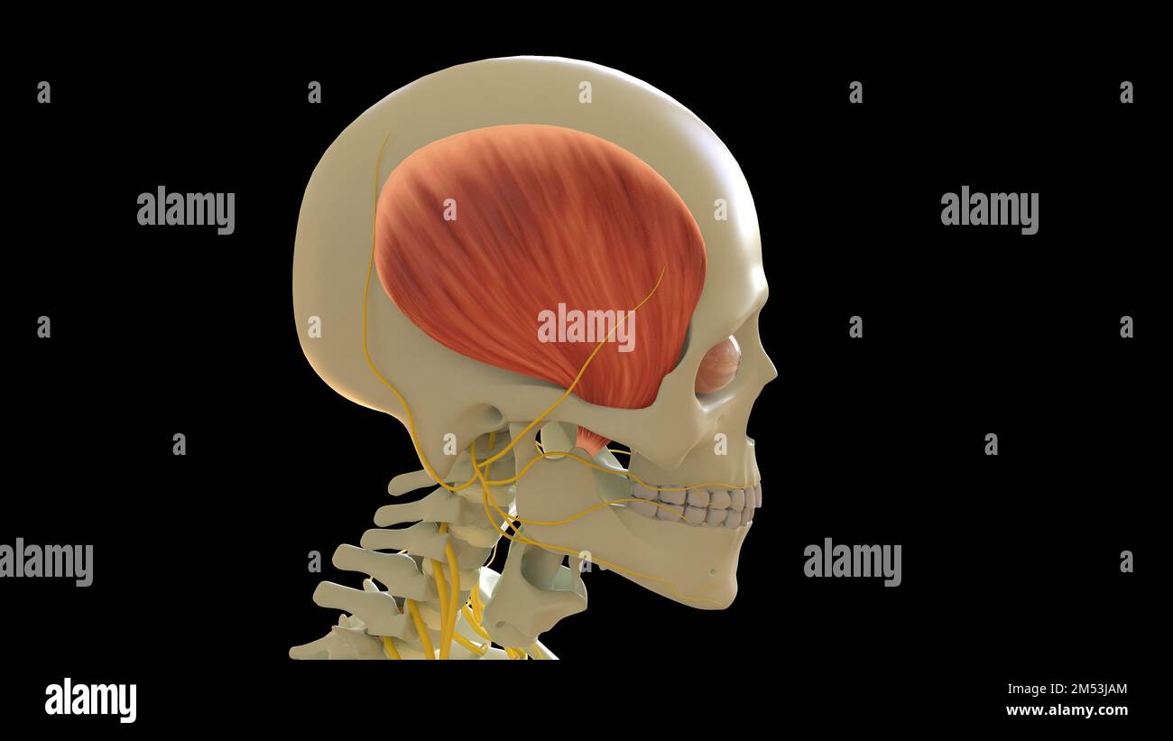 Anatomie du muscle temporal pour l'illustration du concept médical 3D Banque D'Images