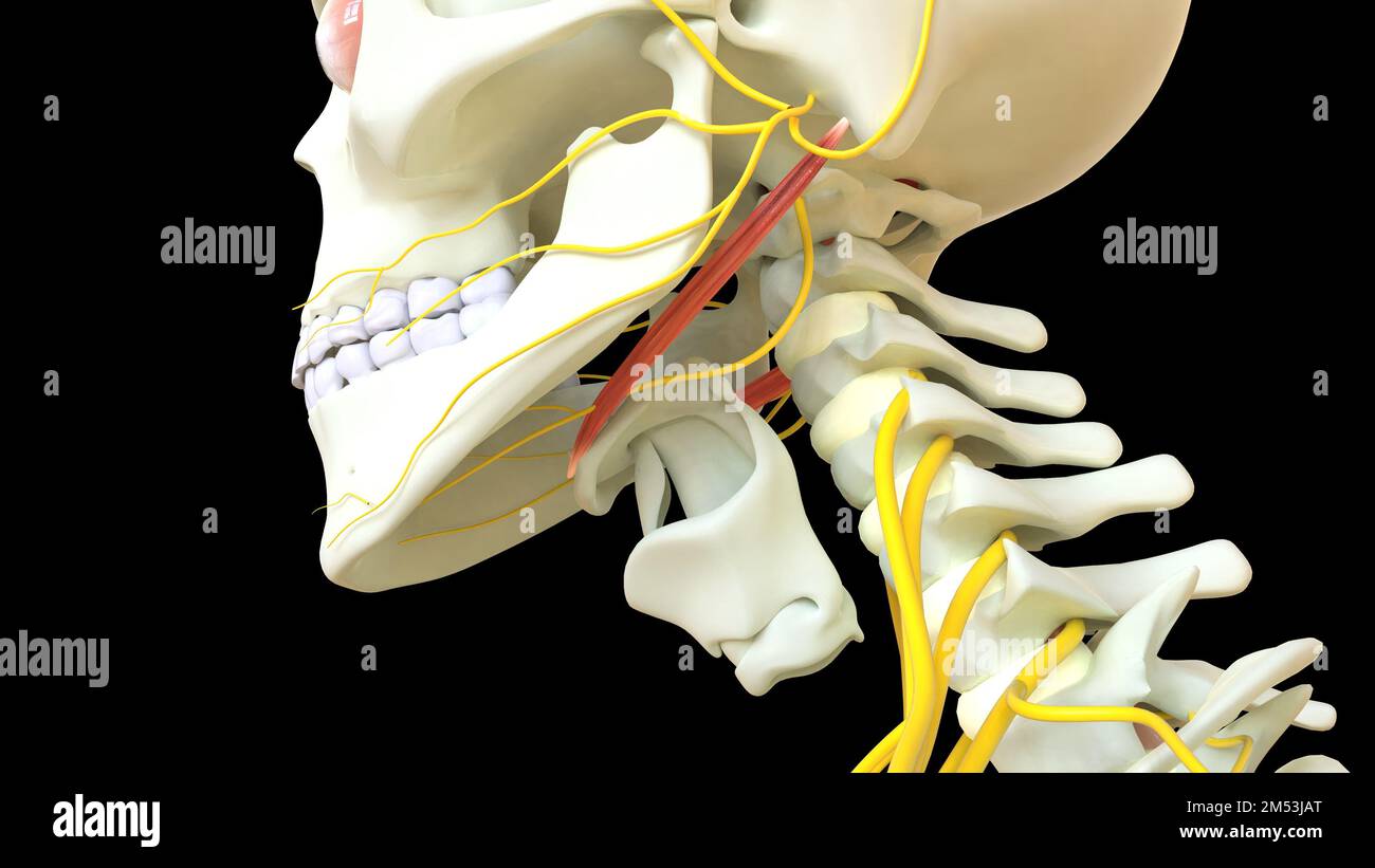 Anatomie du muscle stylohyoïde pour l'illustration du concept médical 3D Banque D'Images