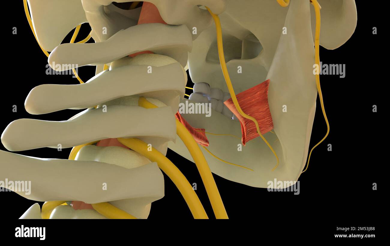 Anatomie musculaire d'Hyoglossus pour l'illustration du concept médical 3D Banque D'Images