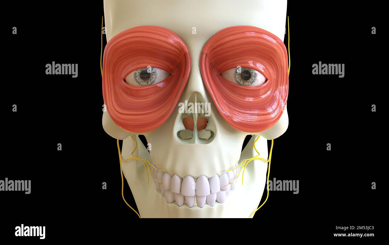 Orbicularis Oculi anatomie musculaire pour l'illustration du concept médical 3D Banque D'Images