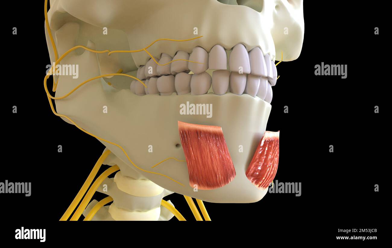 Anatomie musculaire mentalis pour l'illustration du concept médical 3D Banque D'Images