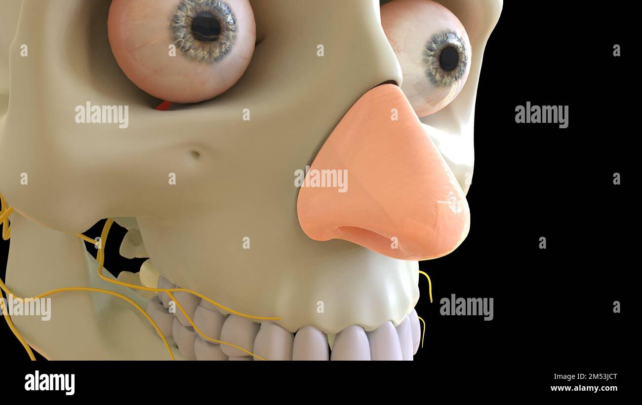 Anatomie du cartilage nasal pour l'illustration du concept médical 3D Banque D'Images