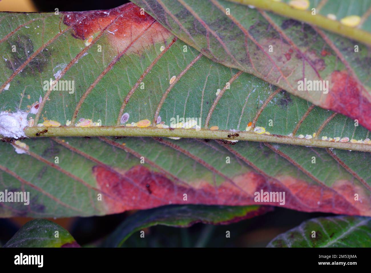 L'échelle des Seychelles, Icerya seychellarum (Hemiptera: Monophlebidae) est le ravageur dangereux de l'avocat, de la mangue et des agrumes dans le bassin méditerranéen. Banque D'Images