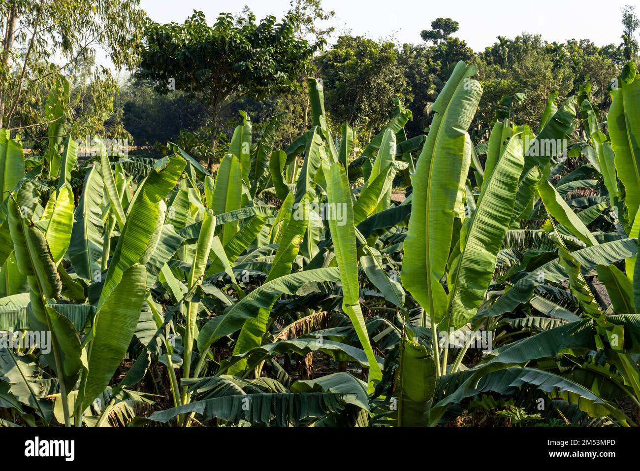 Jardin de bananiers avec un bouquet de feuilles vertes de bananes en pleine croissance. Gaibandha, Bangladesh Banque D'Images