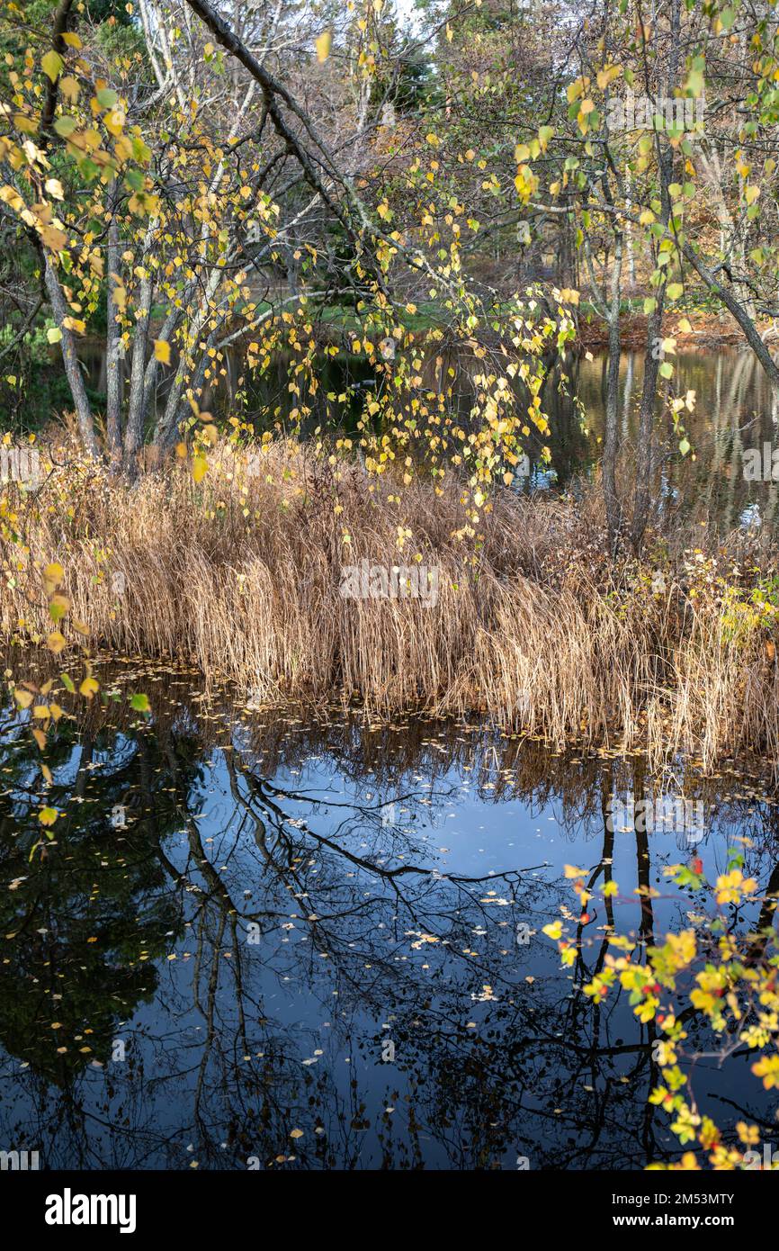 Un étang du parc populaire de Seurasaari en automne ou en automne à Helsinki, en Finlande Banque D'Images