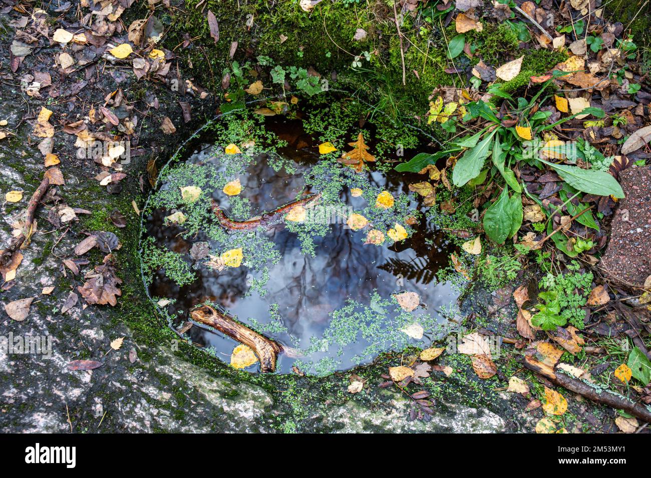 Le chou-fleur de géant ou la bouilloire du géant ou le pothole glascial ou le pothole du moulin rempli d'eau de pluie dans le parc populaire de Seurasaari à Helsinki, en Finlande Banque D'Images