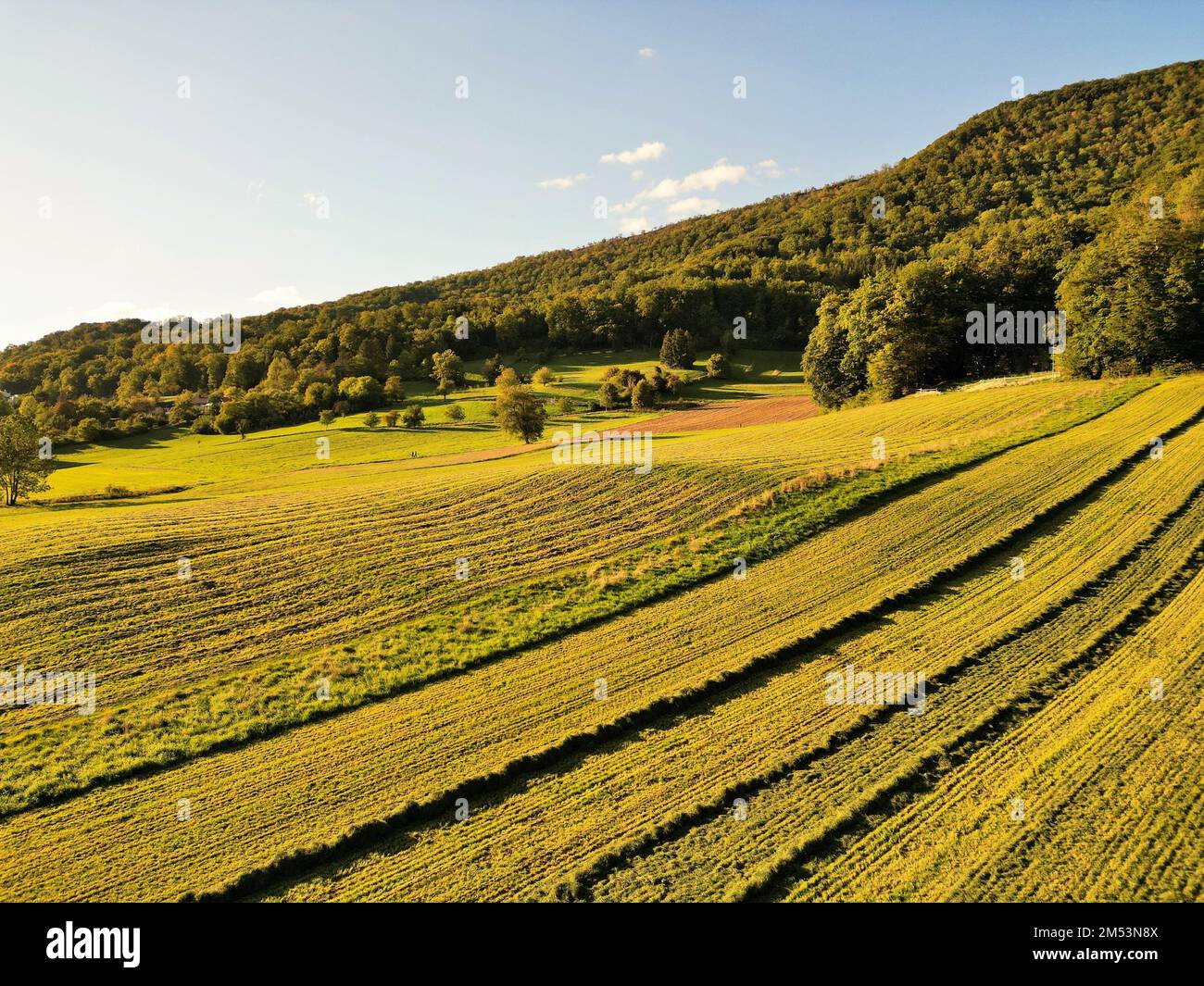 Un magnifique paysage de campagne d'été avec un champ vert jaunâtre et des bois. Banque D'Images Un magnifique paysage de campagne d'été avec un champ vert jaunâtre et des bois. Banque D'Images