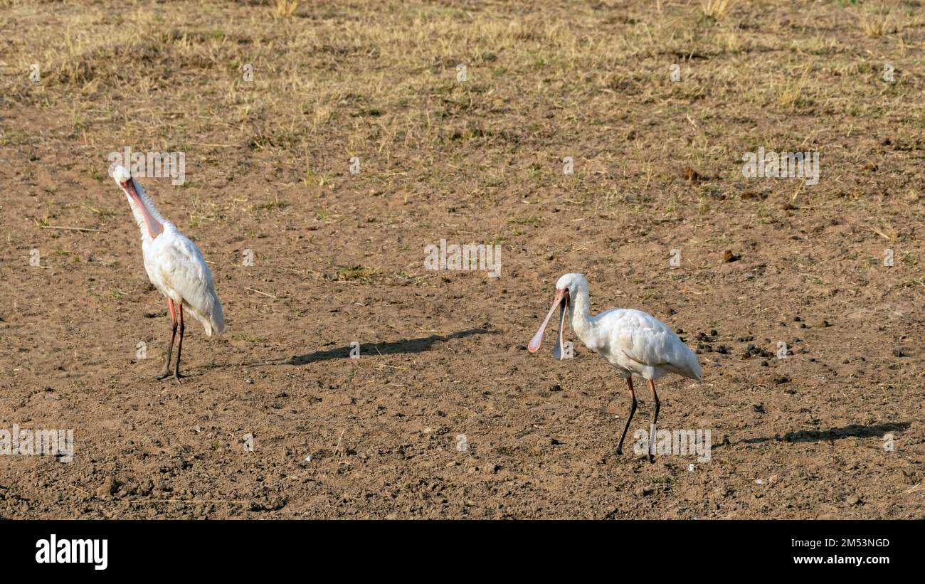 Des spatules africaines (Platalea alba) près d'un trou d'eau, Mabula, Afrique du Sud Banque D'Images