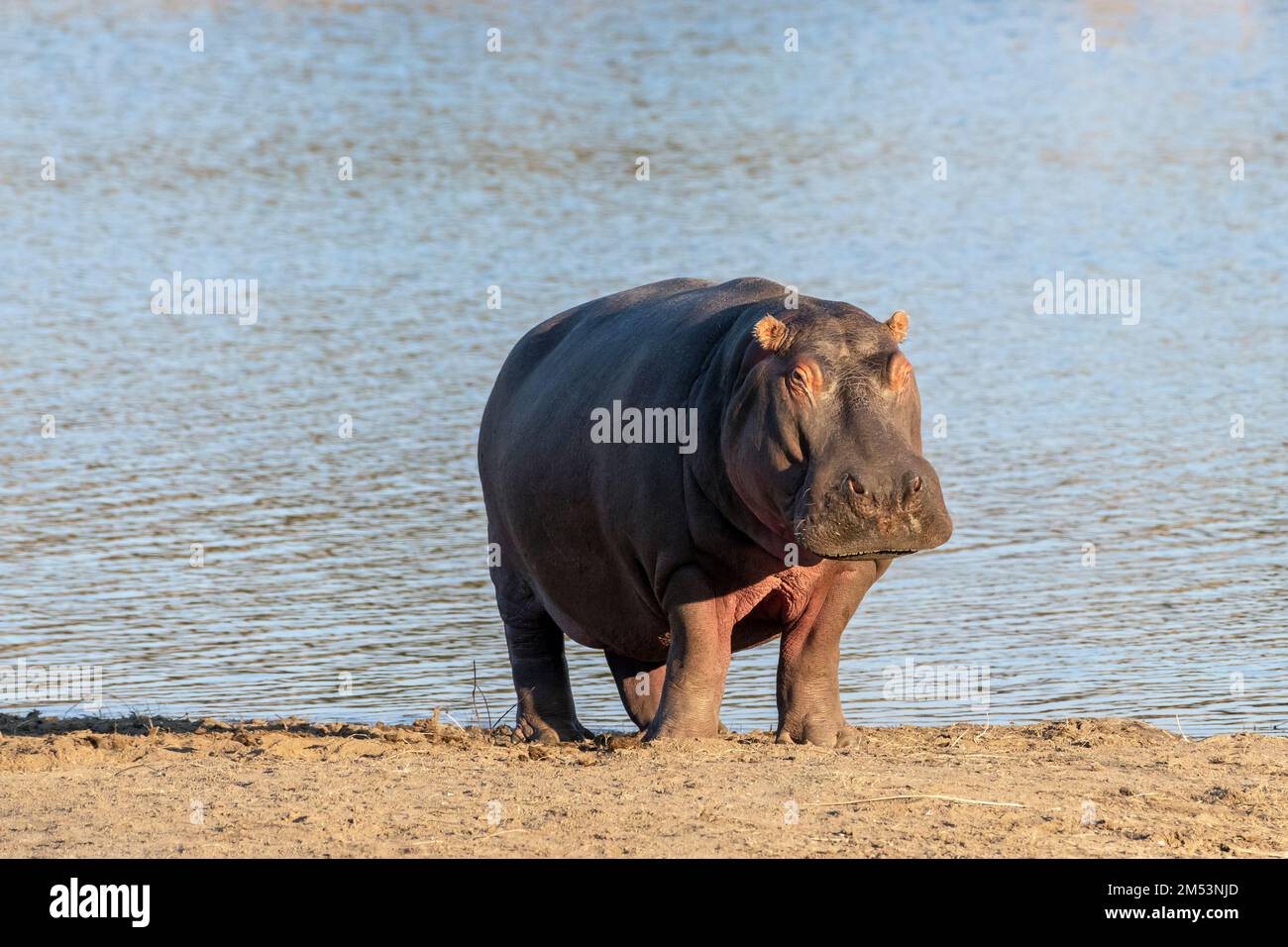 Hippopotamus (Hippopotamus amphibius) sur la rive du lac près du coucher du soleil, Mabula, Afrique du Sud Banque D'Images