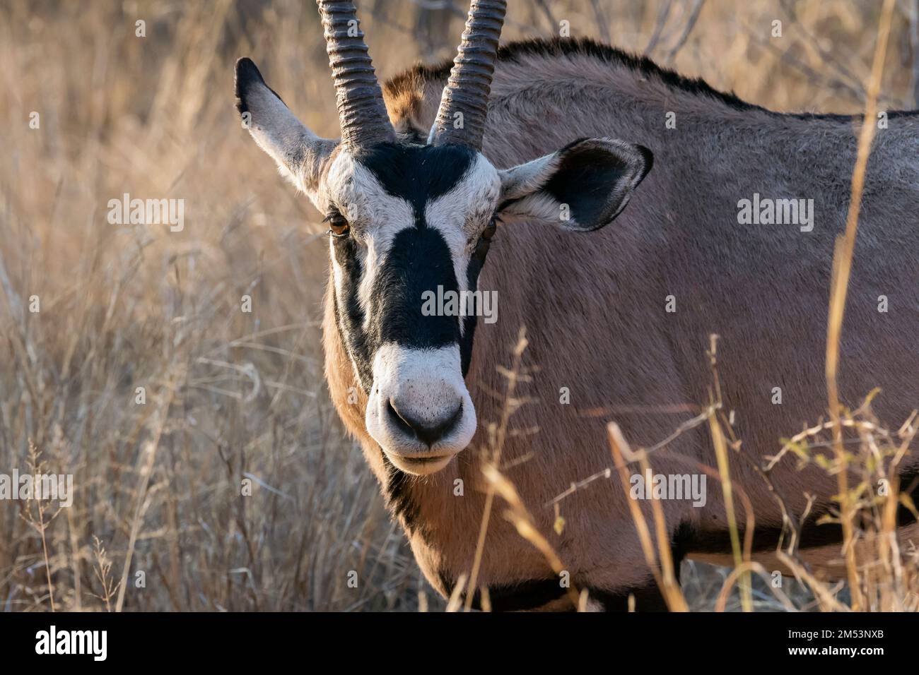 Gros plan d'un gemsbok mâle (Oryx gazella) dans la lumière de la fin de la journée, Mabula, Afrique du Sud Banque D'Images