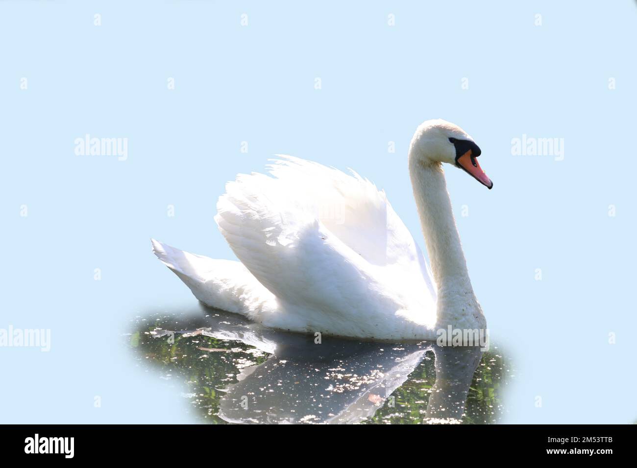 Cygne avec reflet dans l'eau Banque de photographies et d’images à ...
