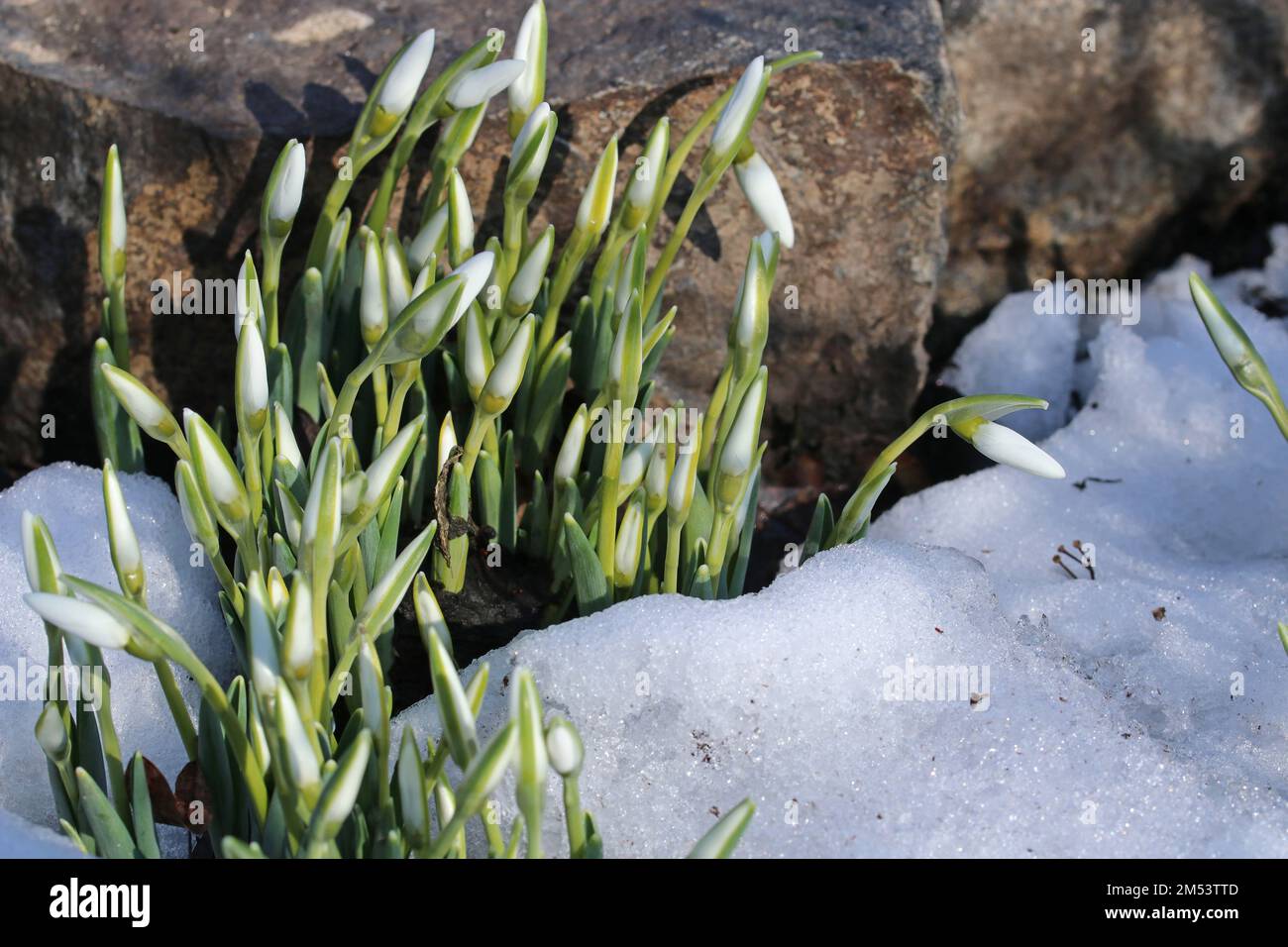 Les premières chutes de neige. Printemps à venir, mars Banque D'Images
