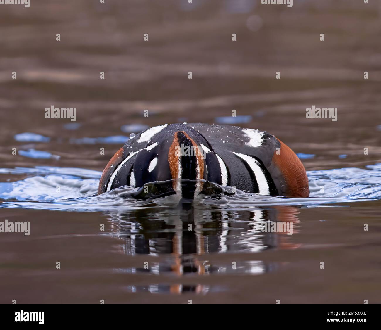 Un Arlequin Duck drake cherche un repas à Torrey Creek, Wyoming. Banque D'Images