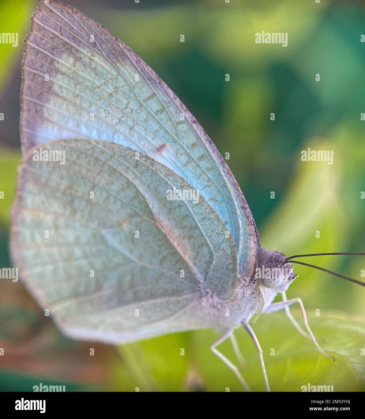 Photo macro du papillon émigrant marbré sur fond flou Banque D'Images