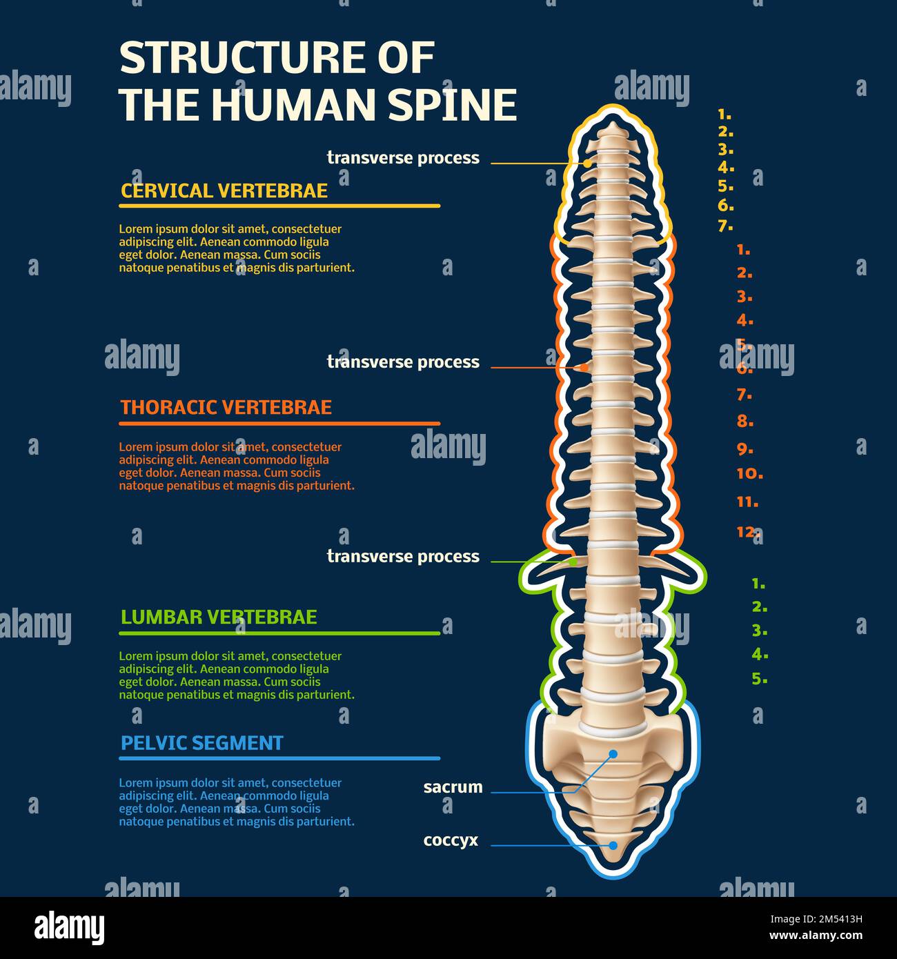 Infographie sur la structure du rachis. Vertébral humain, spécifiant ...