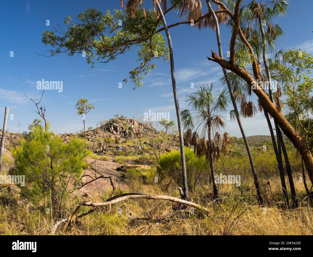 Stone Country et livistona Palm, parc national de Nitmiluk, territoire du Nord, Australie Banque D'Images