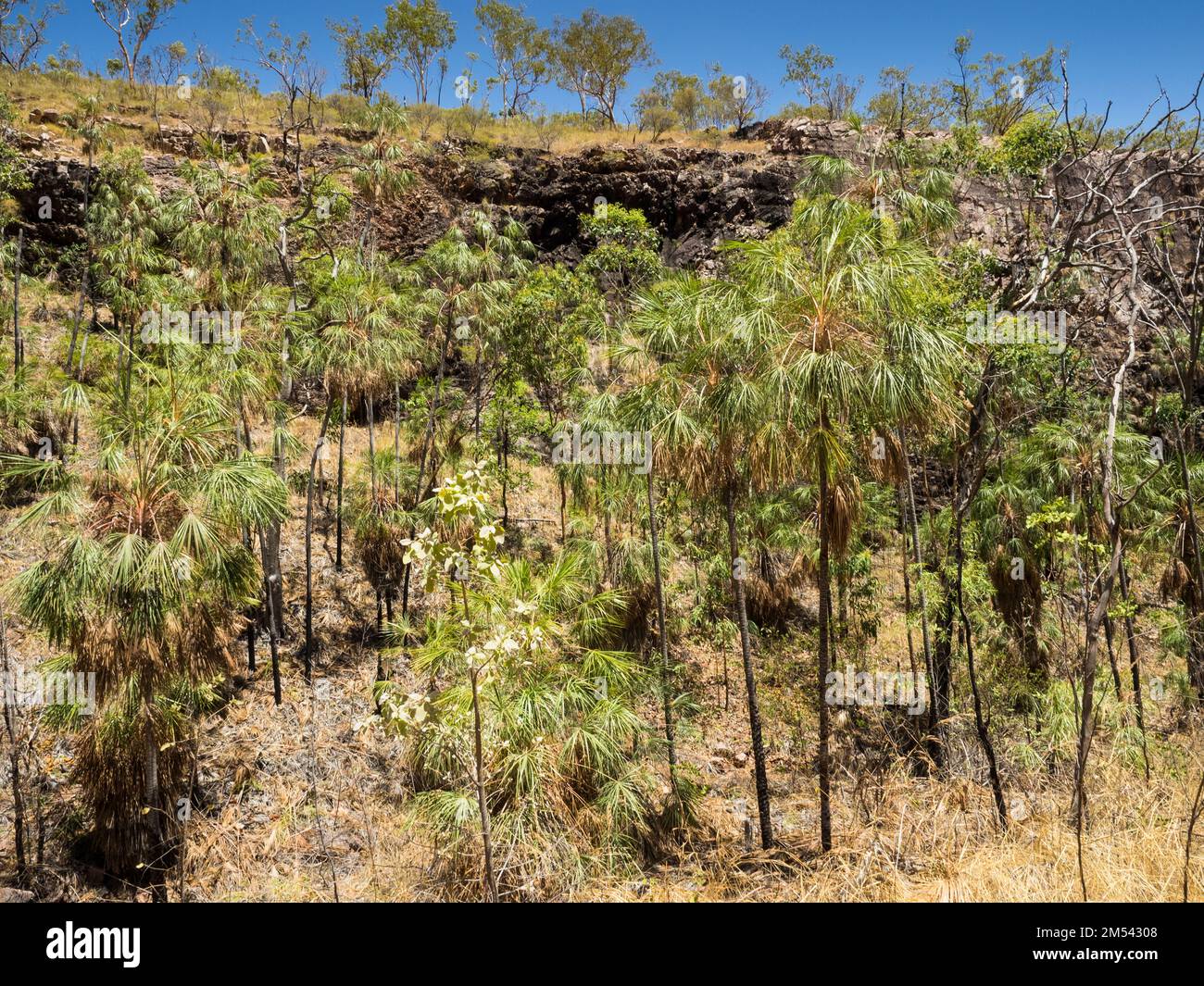 Livistona Palms, Butterfly gorge, Southern Walks, Katherine gorge, parc national de Nitmiluk, Territoire du Nord, Australie Banque D'Images