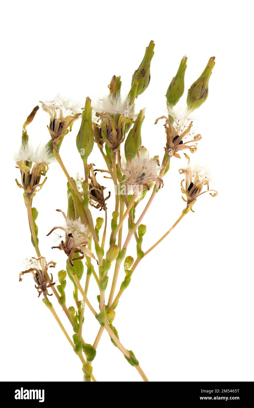 Laitue, Lactuca sativa, inflorescences ou capitula, composée de multiples fleurs, chacune avec un calice appelé pappus. Banque D'Images