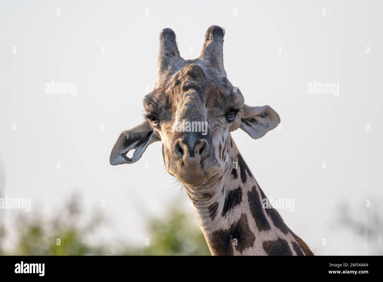 Girafe de Rhodésie (Giraffa camelopardalis thornicrofti), portrait d'animal en contre-jour, contact avec les yeux, Luangwa Sud, Zambie Banque D'Images