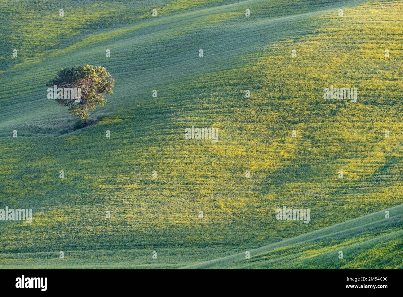 Mulberry (Morus) dans un champ avec un balai de myer jaune à fleurs (Genista tinctoria), Toscane, Italie Banque D'Images