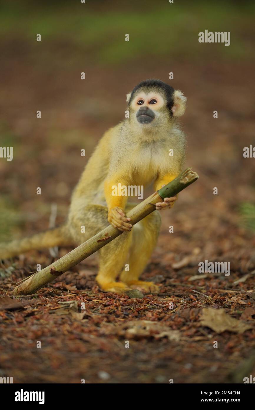 Singe écureuil commun (Saimiri sciurus), juvénile, bâton, tenir, regarder, haute, au-dessus, terre, captive Banque D'Images