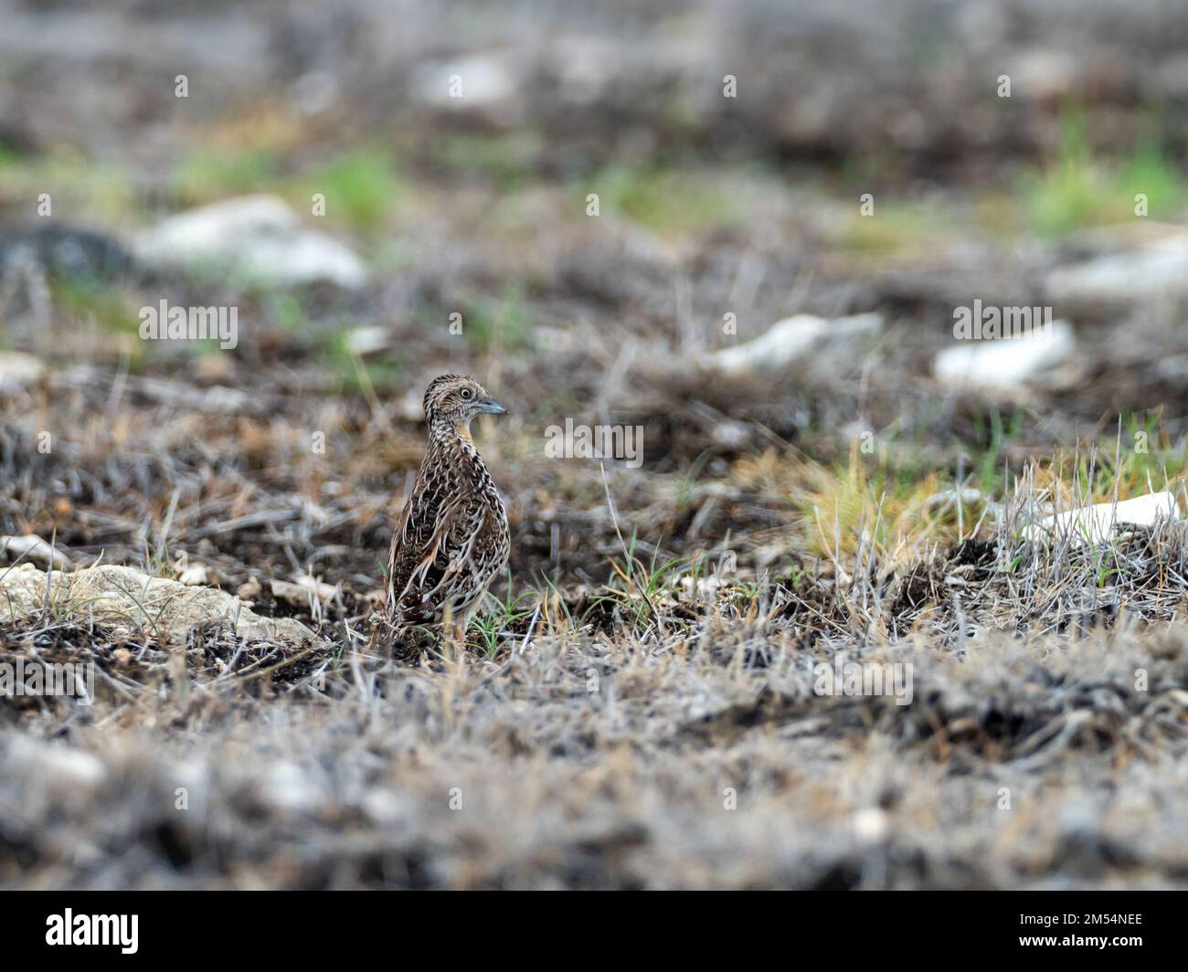 Buttonquail de Sumba, Turnix everetti oiseau endémique de l'île de Sumba, Lesser Sunda, Indonésie Banque D'Images