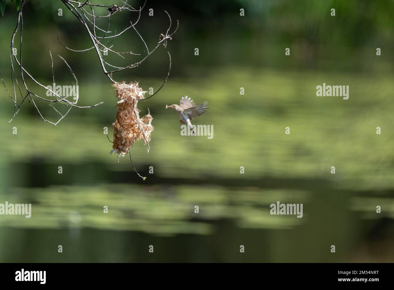 Un Honeyeater à dos brun est en mi-vol vers son nid suspendu avec du matériel de nidification aux terres humides de Cattana à Cairns, Queensland en Australie. Banque D'Images
