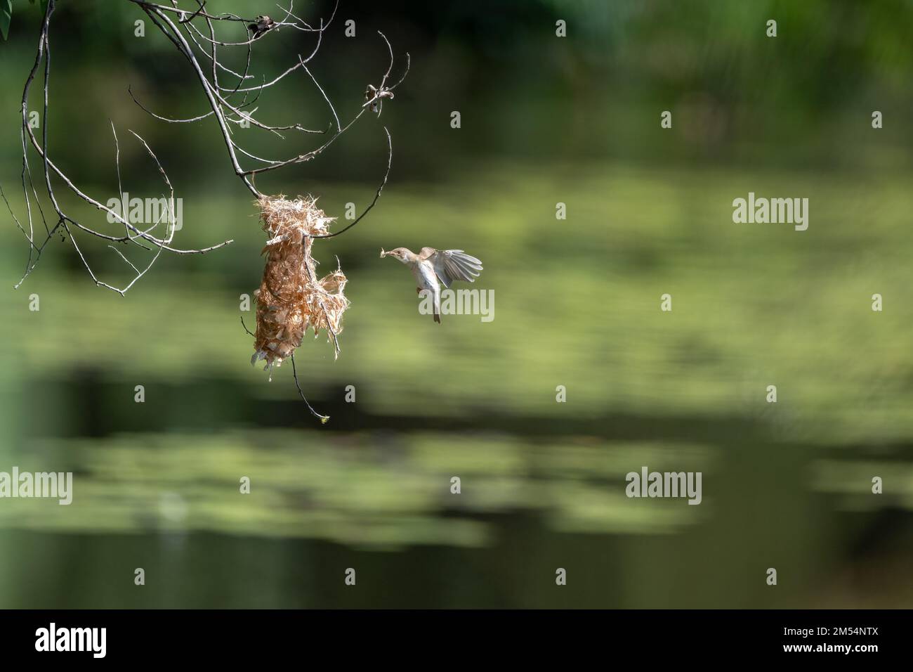 Un Honeyeater à dos brun est en mi-vol vers son nid suspendu avec du matériel de nidification aux terres humides de Cattana à Cairns, Queensland en Australie. Banque D'Images