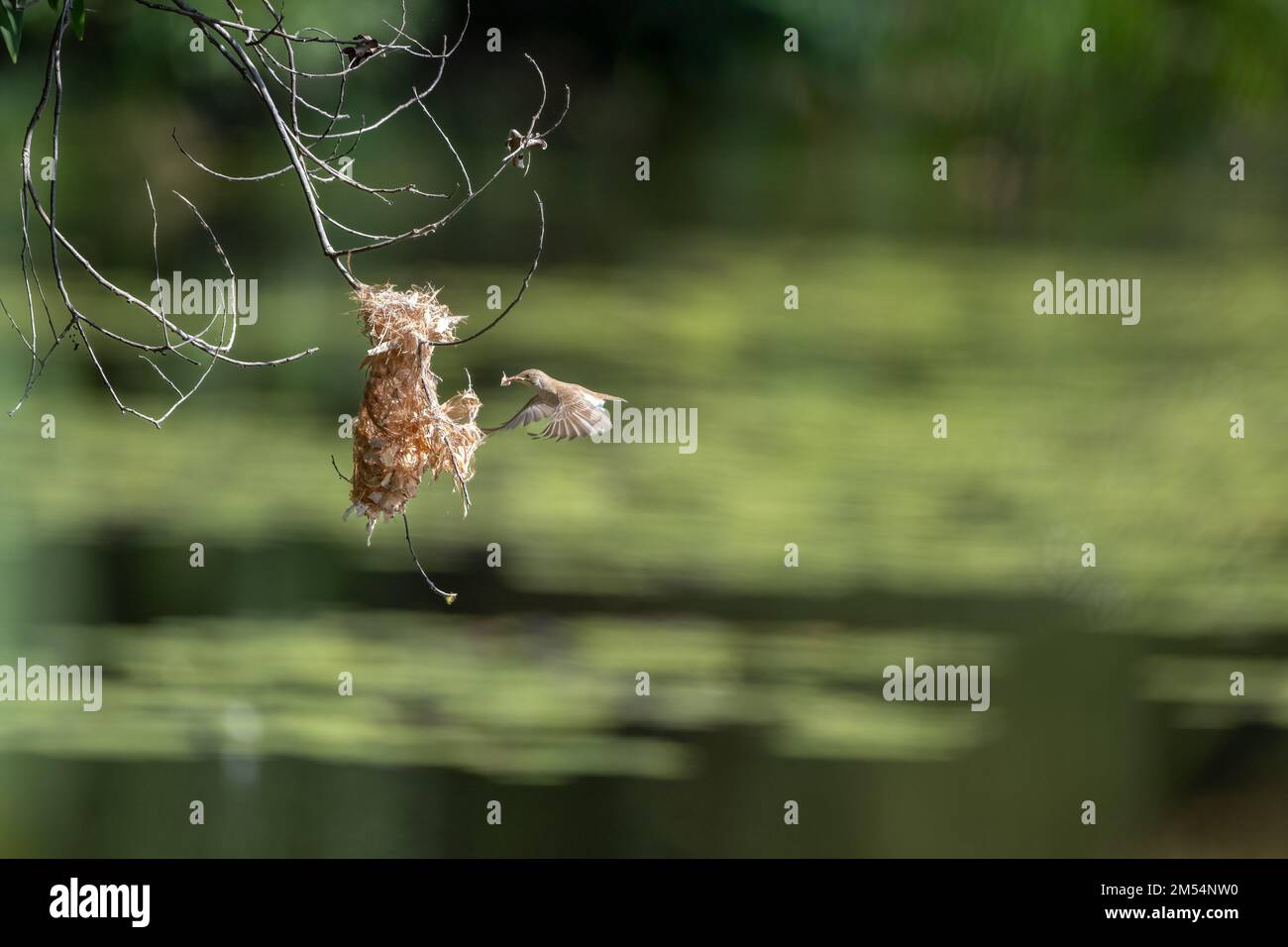 Un Honeyeater à dos brun est en mi-vol vers son nid suspendu avec du matériel de nidification aux terres humides de Cattana à Cairns, Queensland en Australie. Banque D'Images